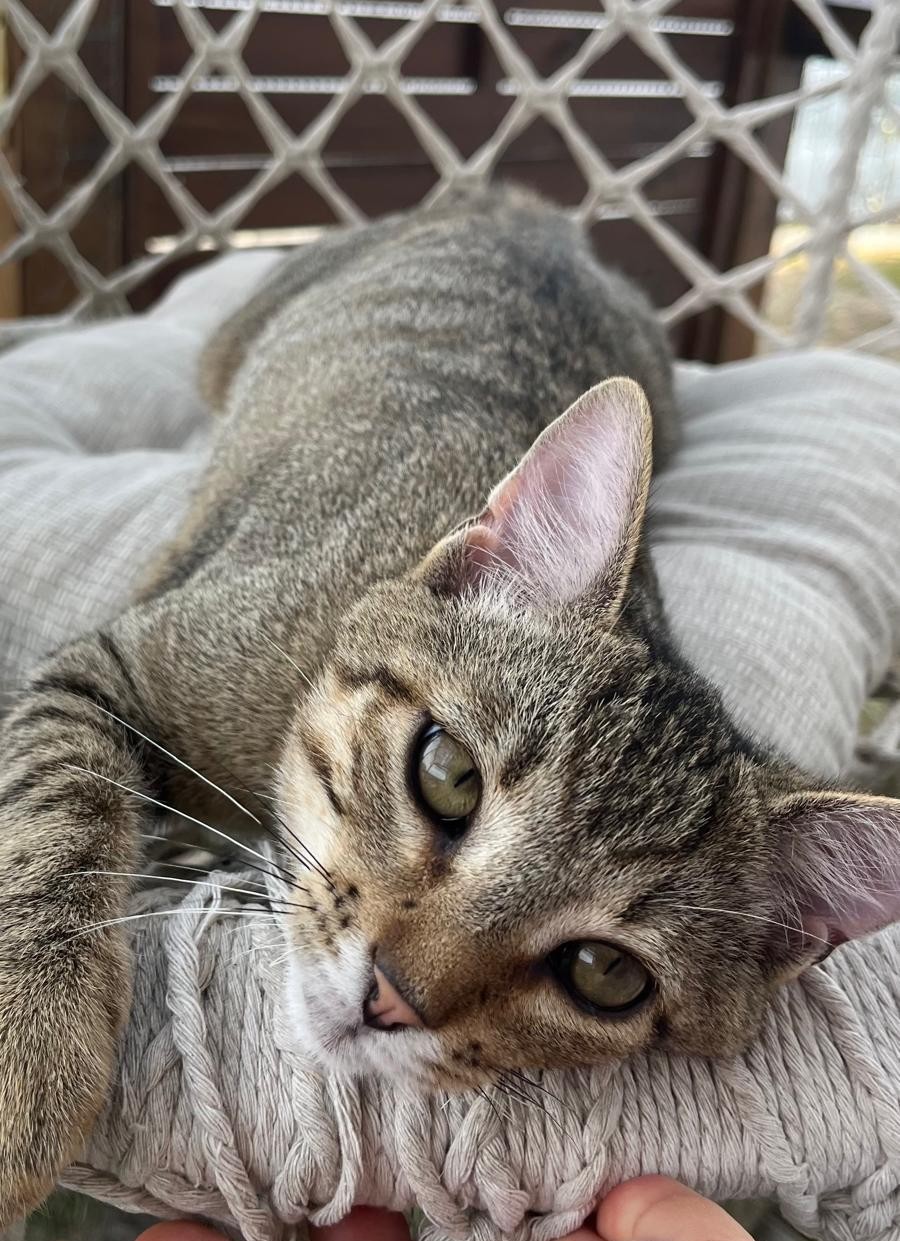 BENJI AOUT BENJI – chaton