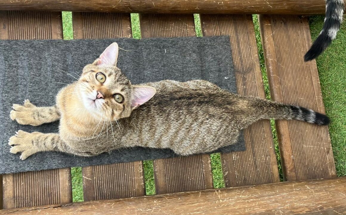 BENJI AOUT1 BENJI – chaton