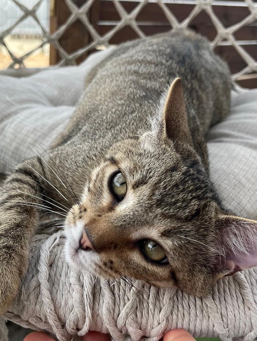 BENJI AOUT3 BENJI – chaton