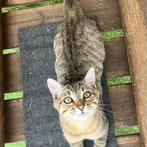 BENJI AOUT4 BENJI – chaton déjà adopté