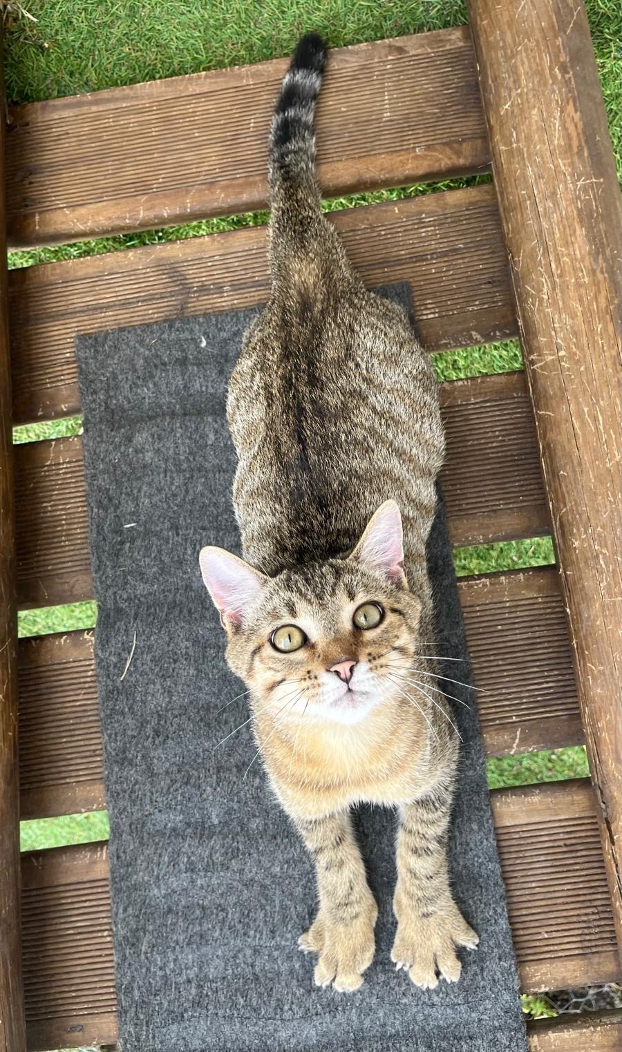 BENJI AOUT4 BENJI – chaton