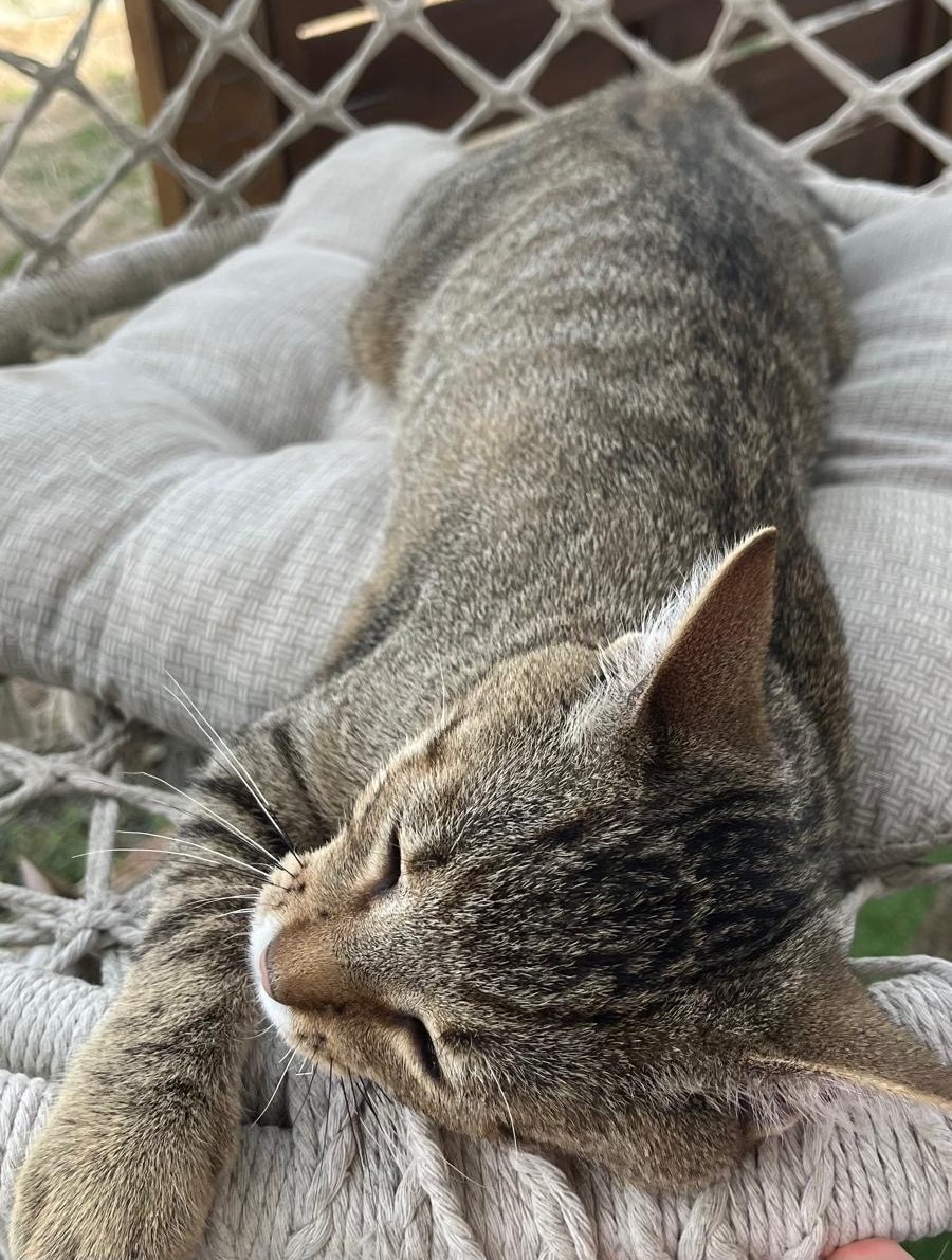 BENJI AOUT5 BENJI – chaton