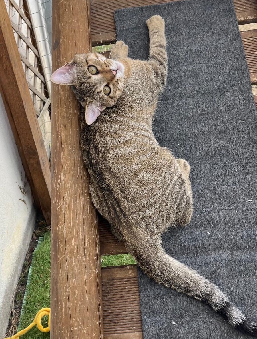 BENJI AOUT6 BENJI – chaton