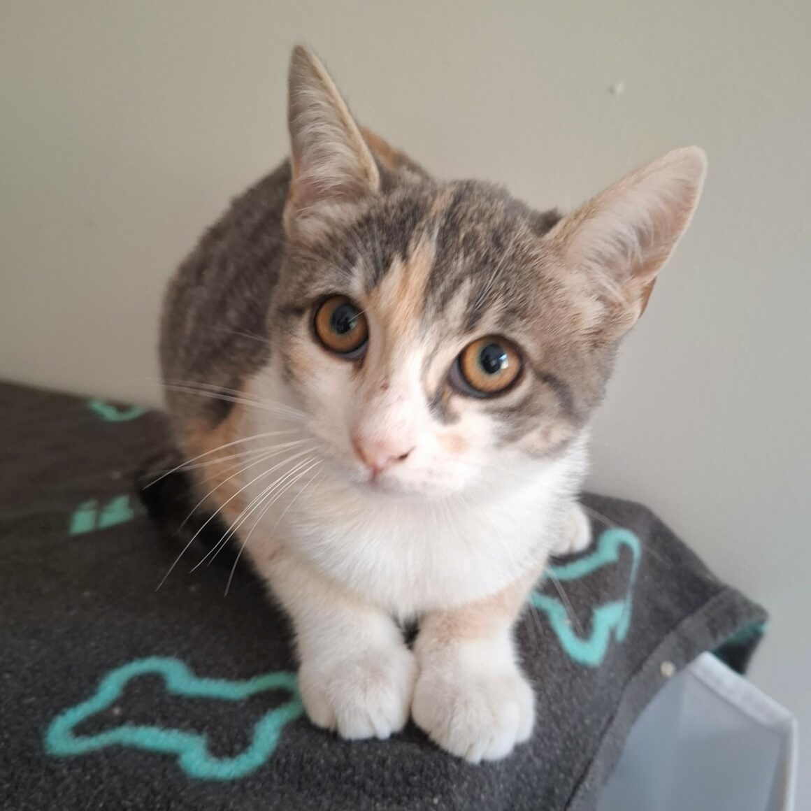 BETSI – chaton