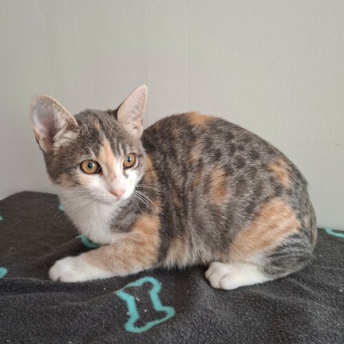 BETSI – chaton