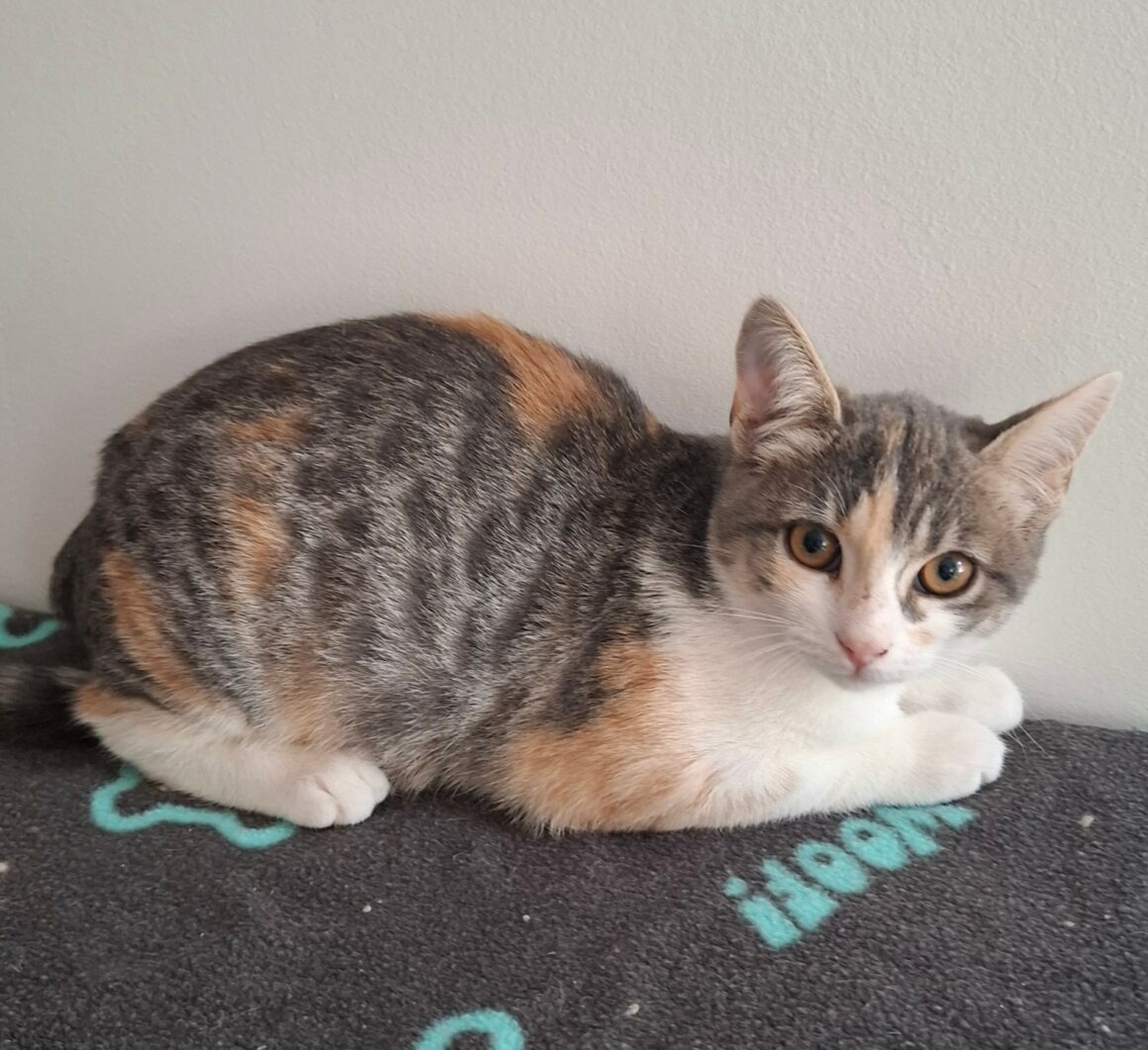 BETSI – chaton