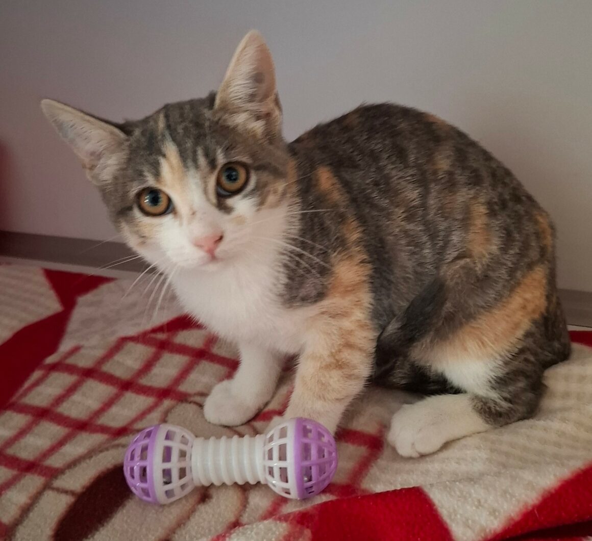 BETSI – chaton
