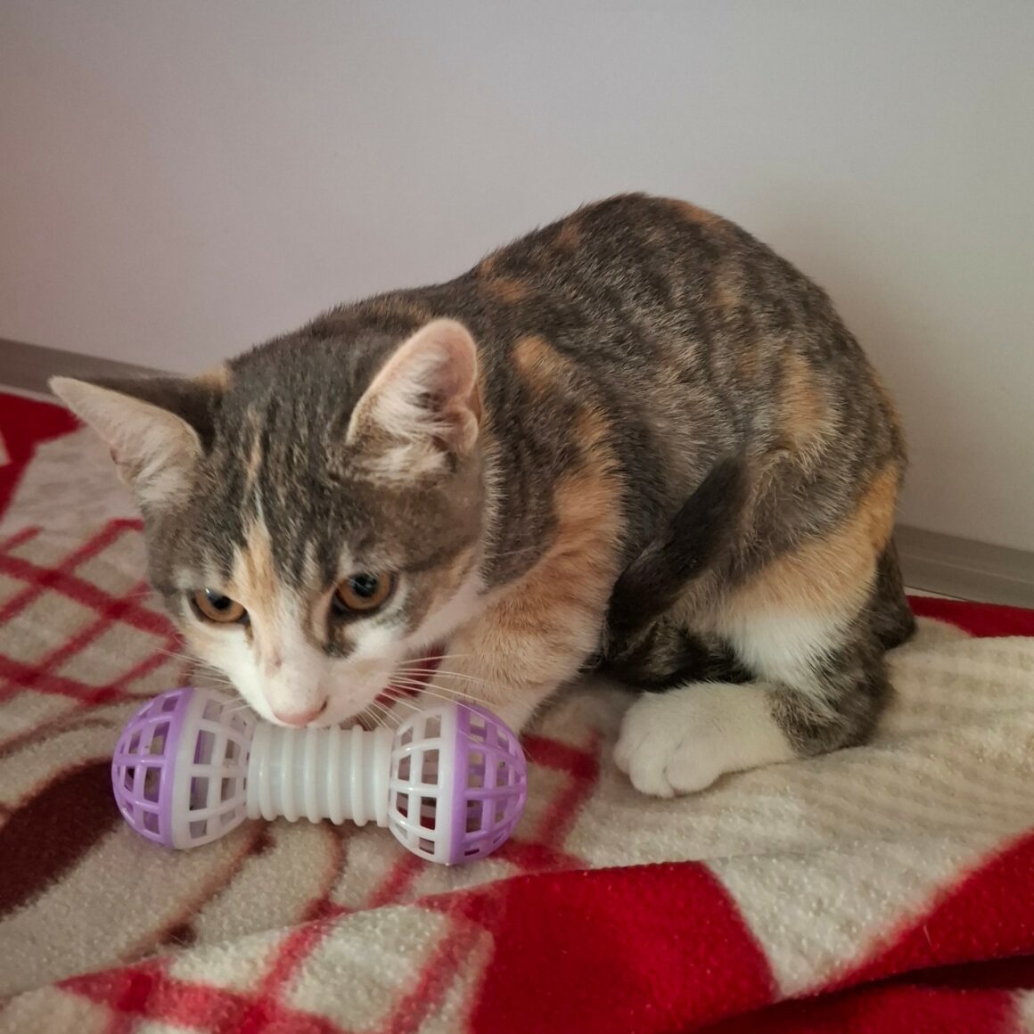 BETSI – chaton