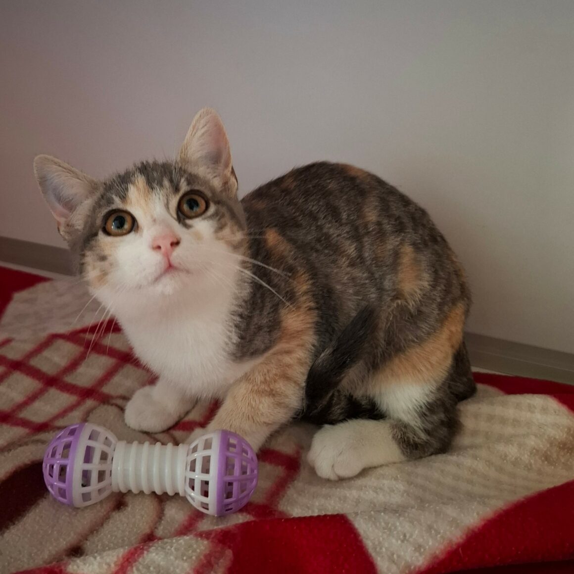 BETSI – chaton