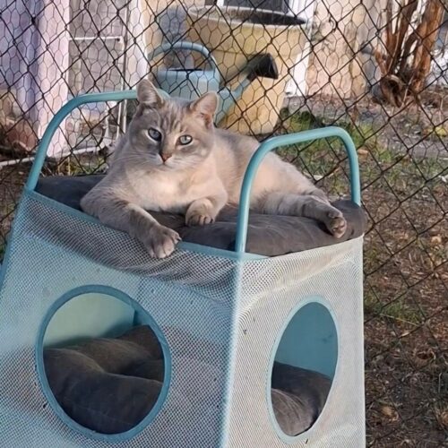 BIBOU – 9 ans Sauvetage