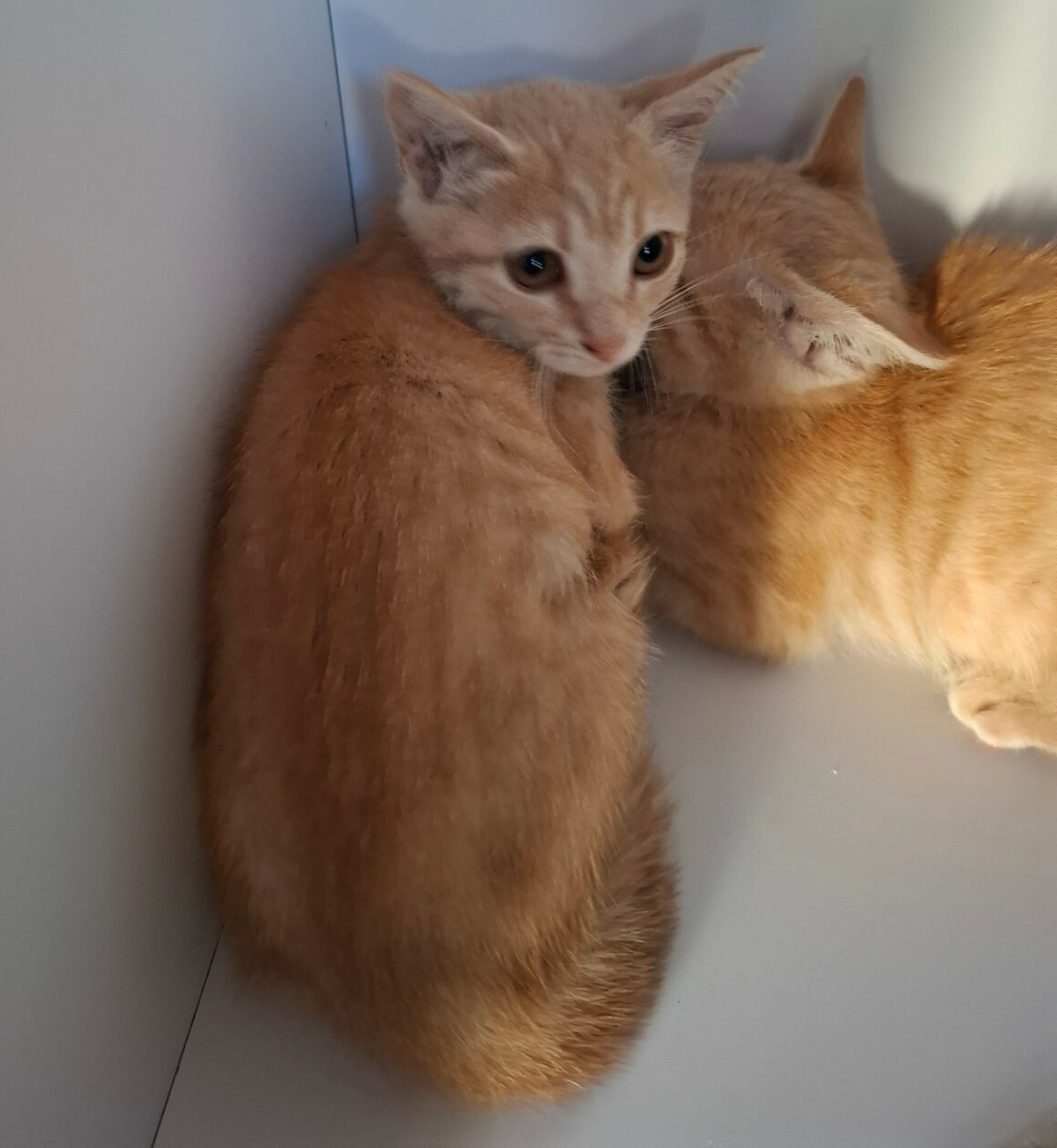 BIDULE – Chaton