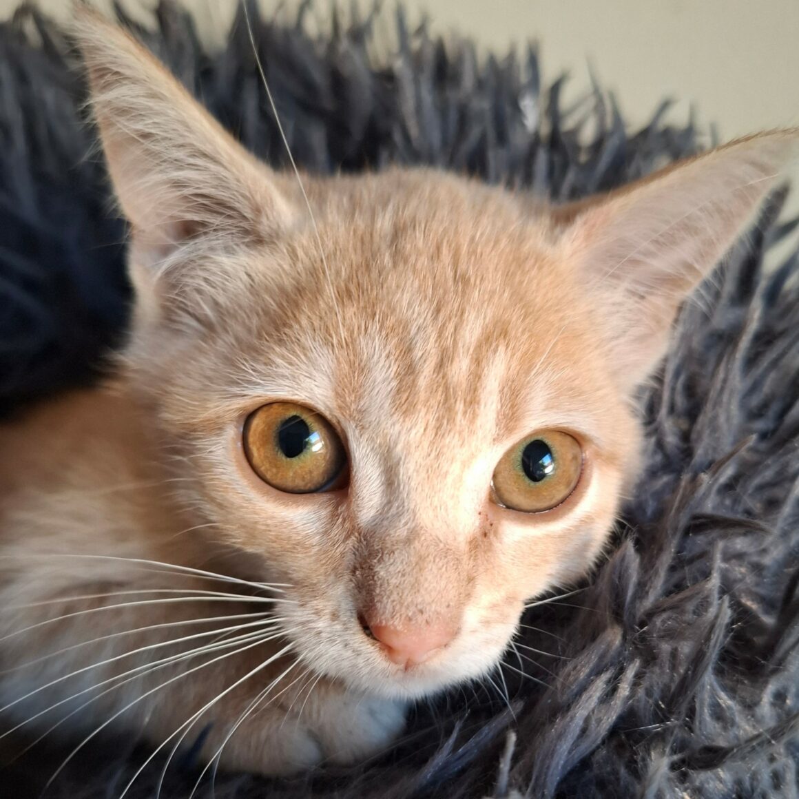 BIDULE – Chaton
