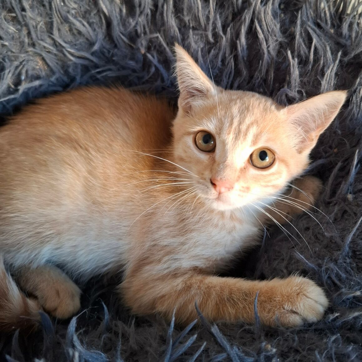 BIDULE – Chaton