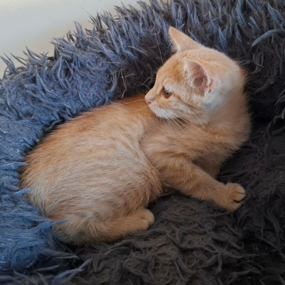 BIDULE – Chaton