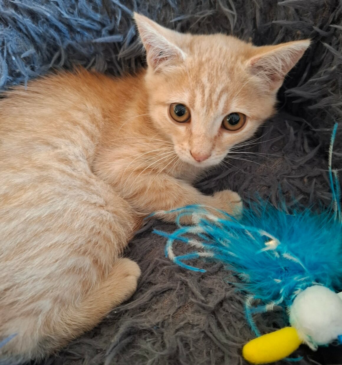 BIDULE – Chaton