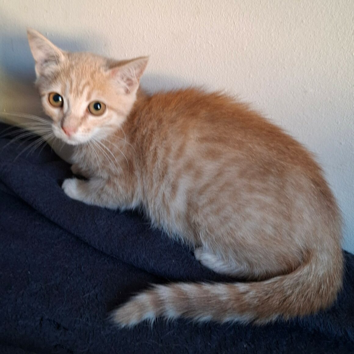 BIDULE – Chaton