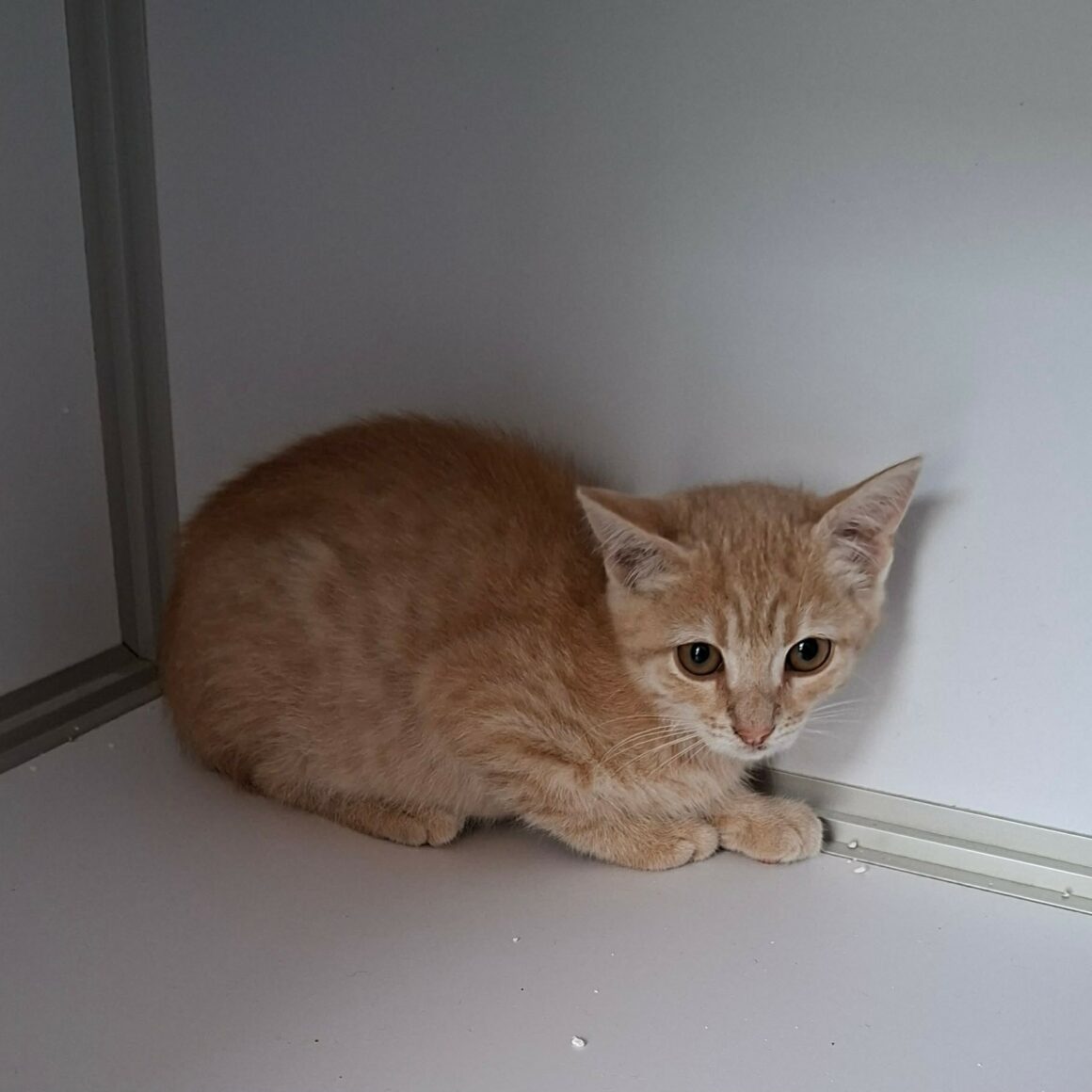 BIDULE9 BIDULE – Chaton adopté