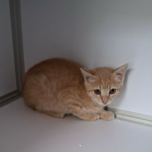 BIDULE – Chaton