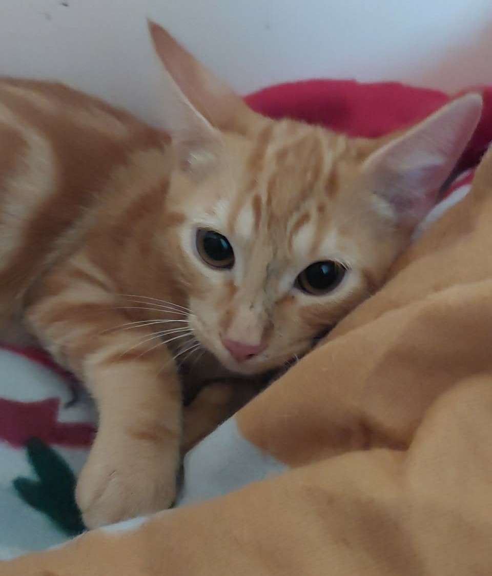 BIFIDUS – chaton