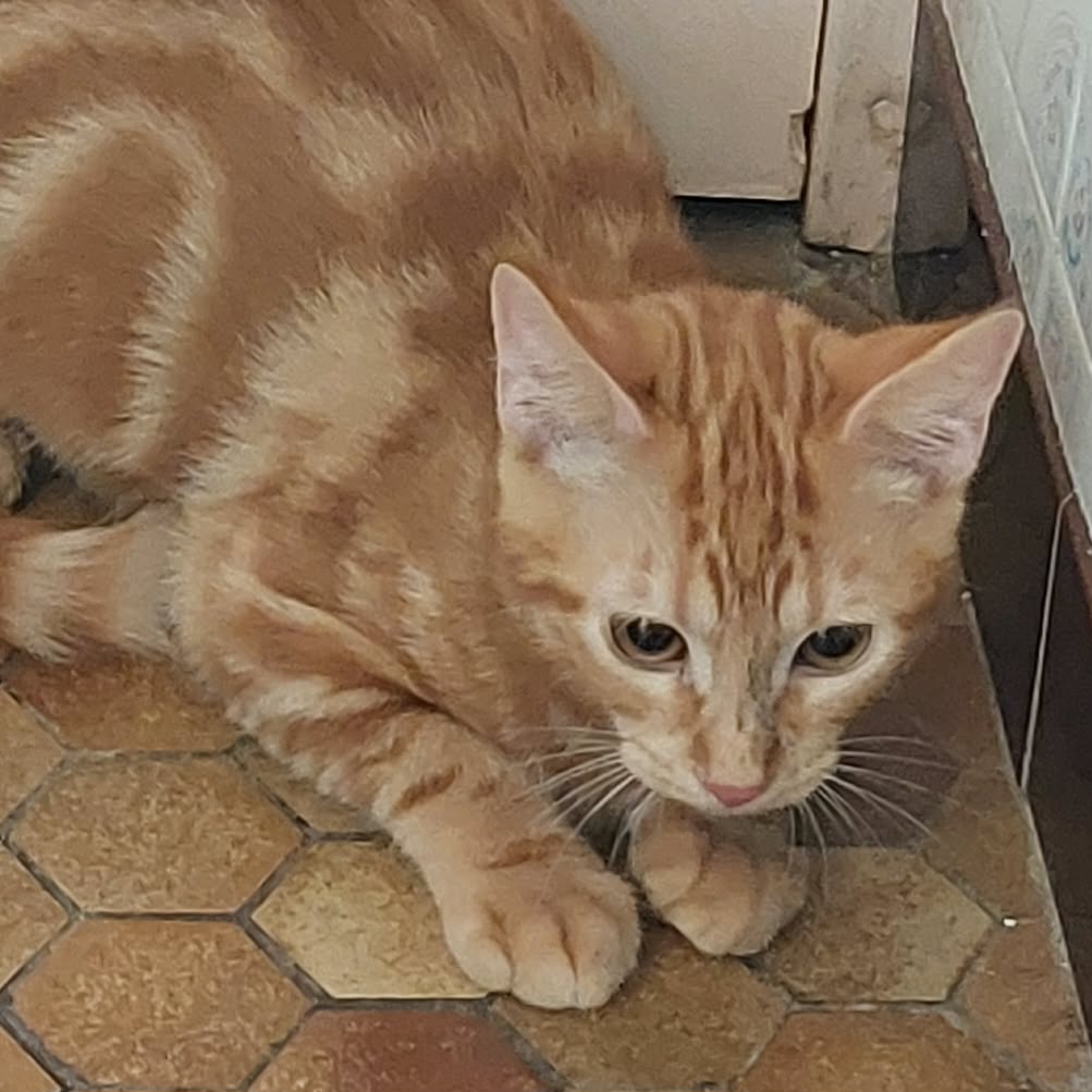 BIFIDUS – chaton