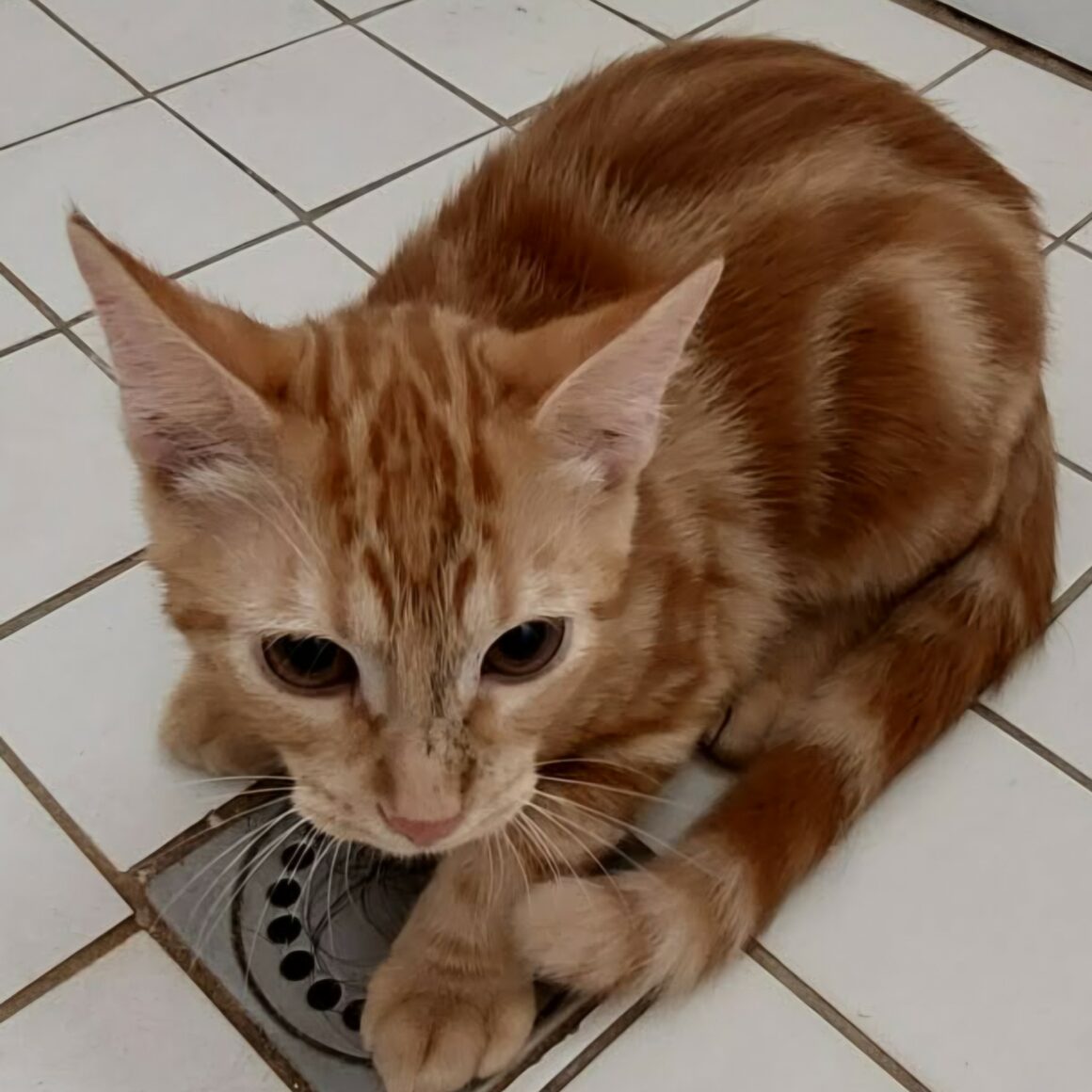 BIFIDUS – chaton