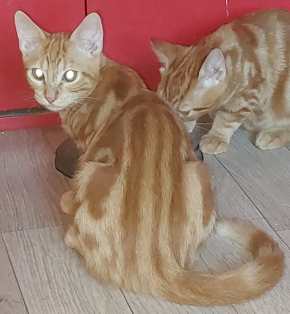 BIFIDUS – chaton