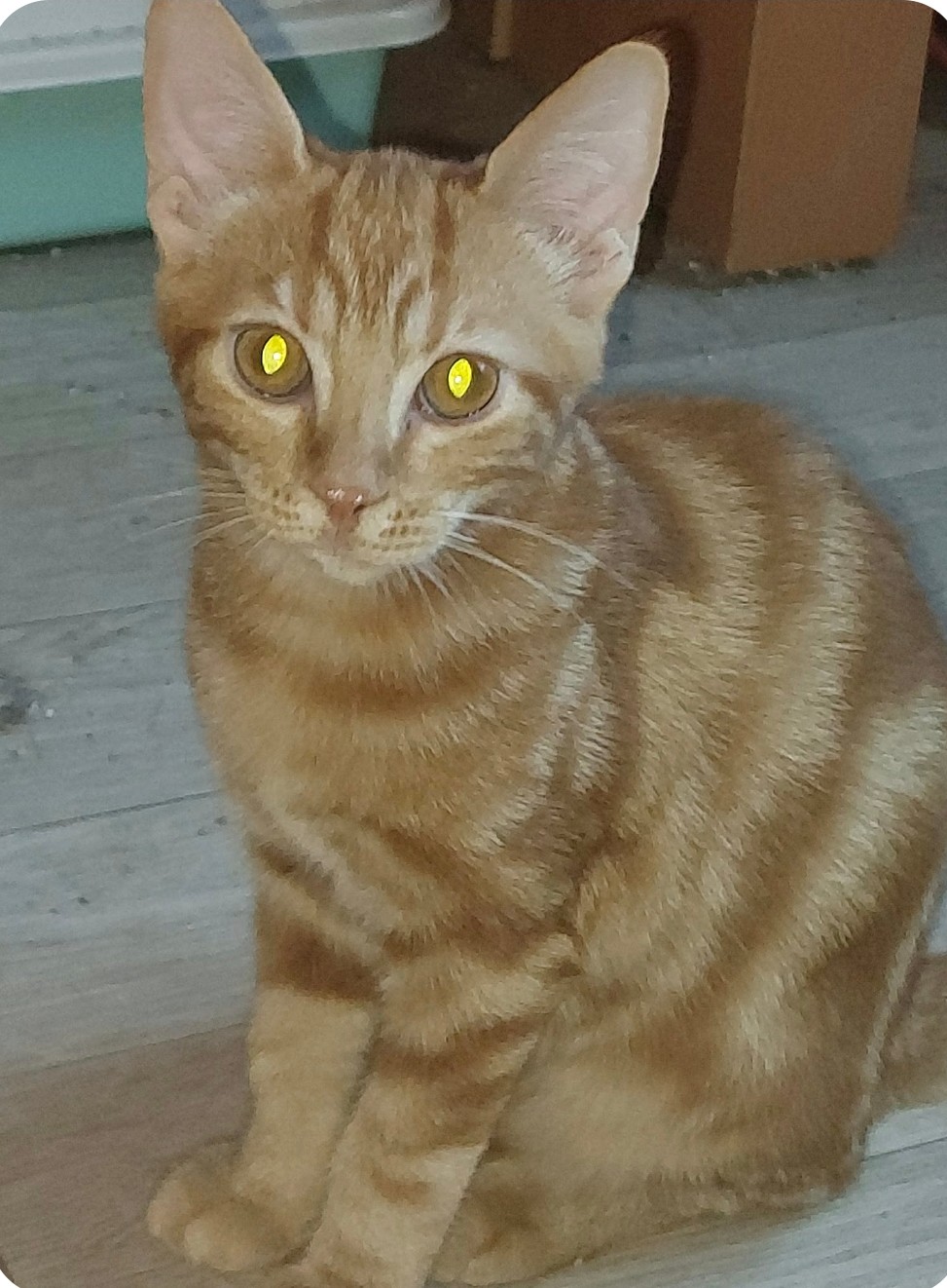 BIFIDUS – chaton