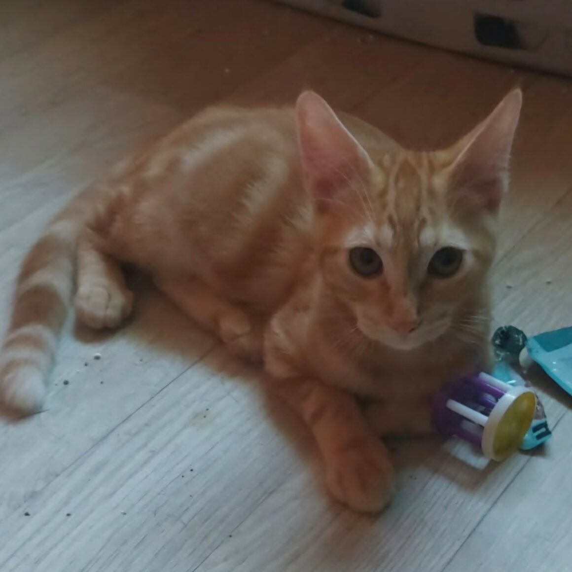 BIFIDUS – chaton