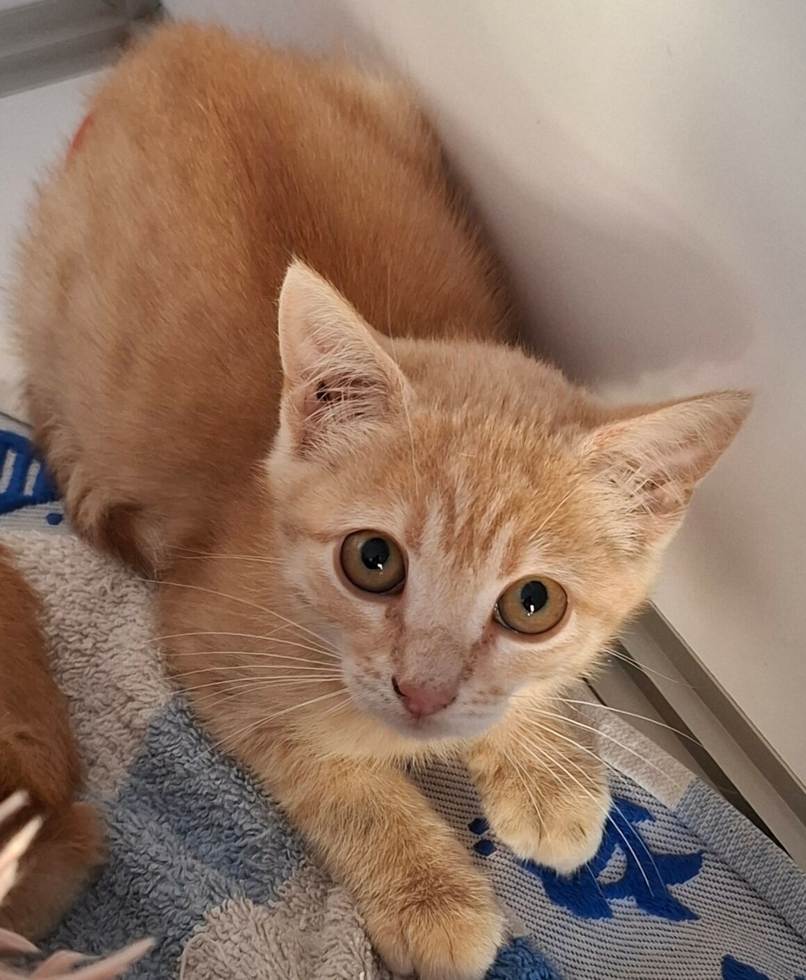 BINIOU – Chaton