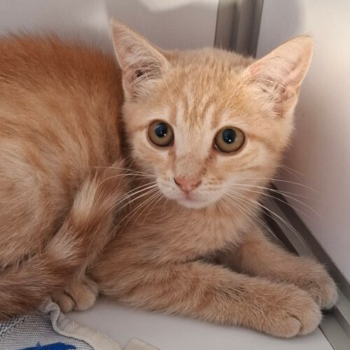 BINIOU – Chaton