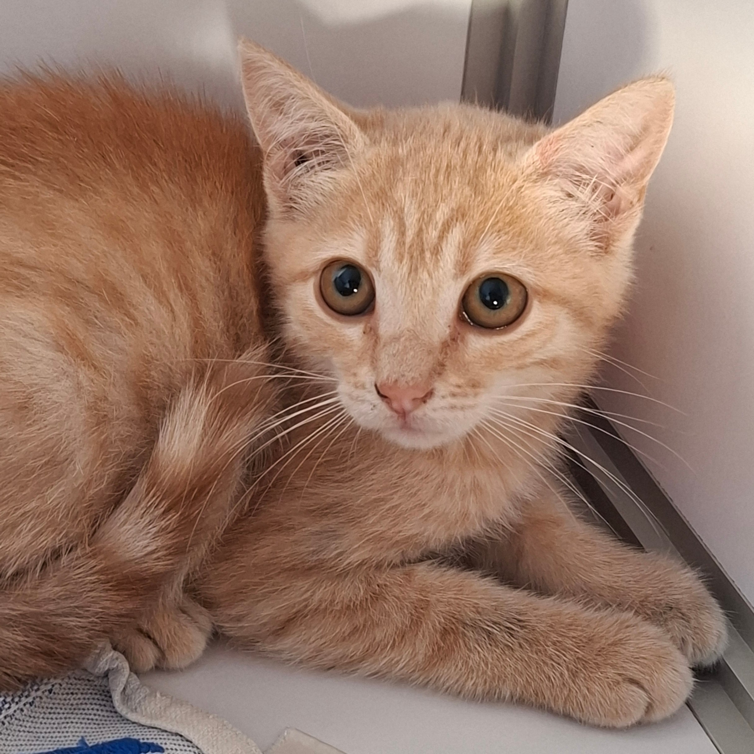 BINIOU2 BINIOU – Chaton