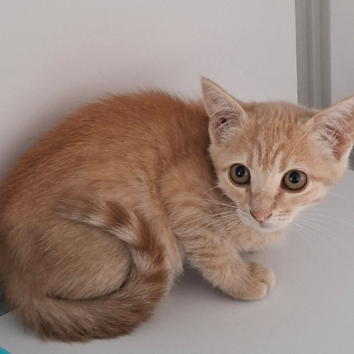 BINIOU – Chaton