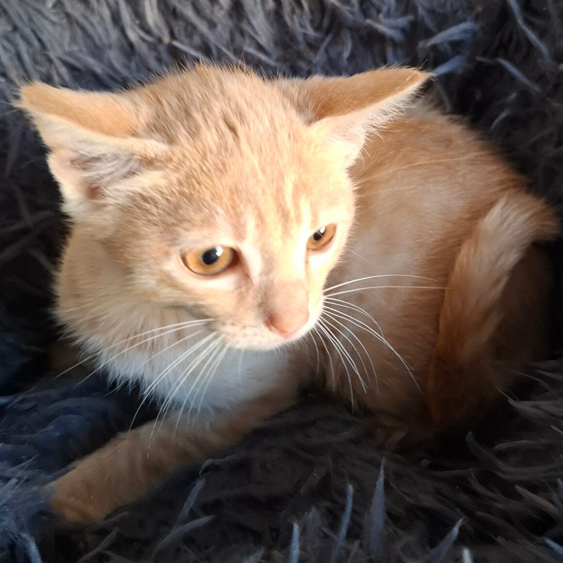 BINIOU – Chaton