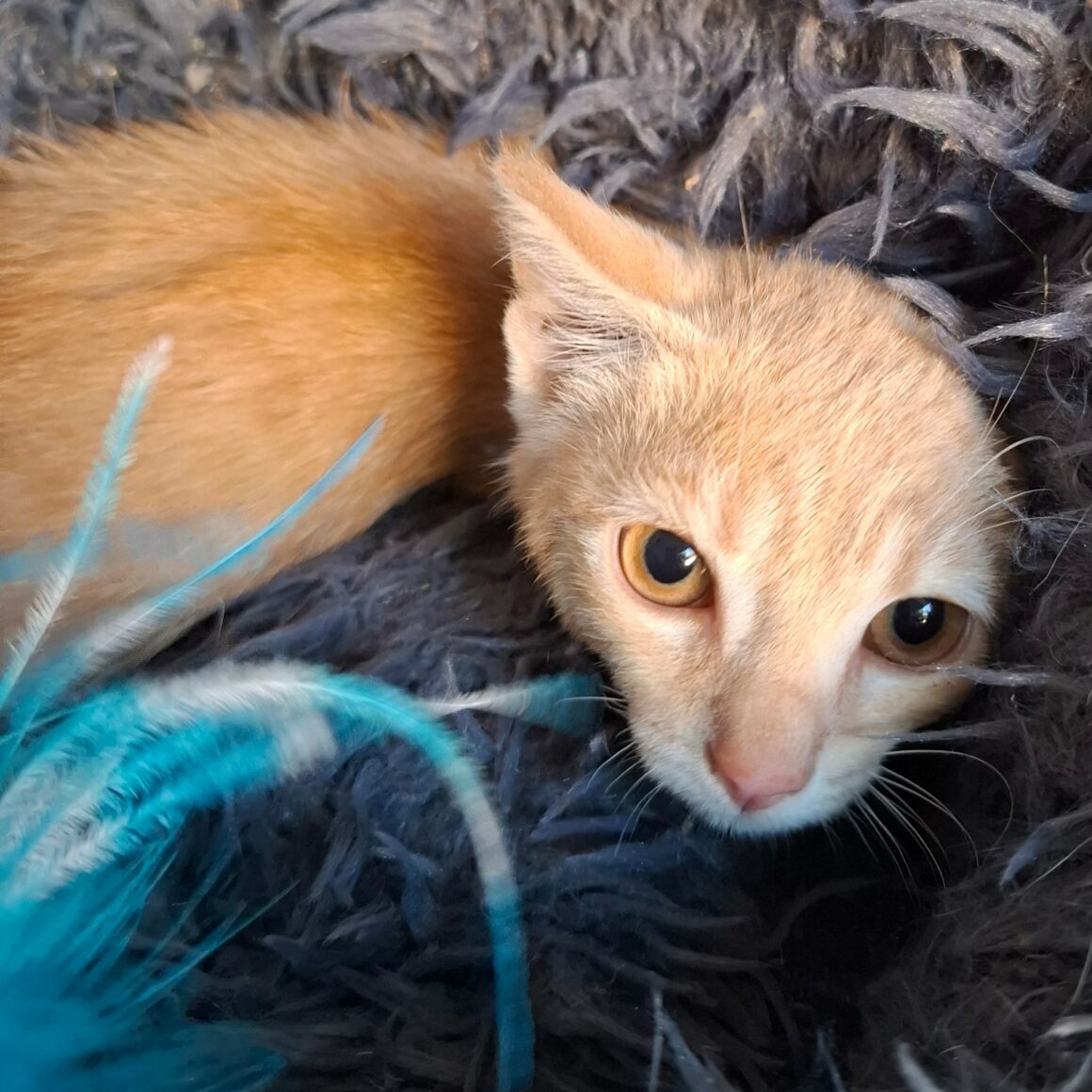BINIOU – Chaton