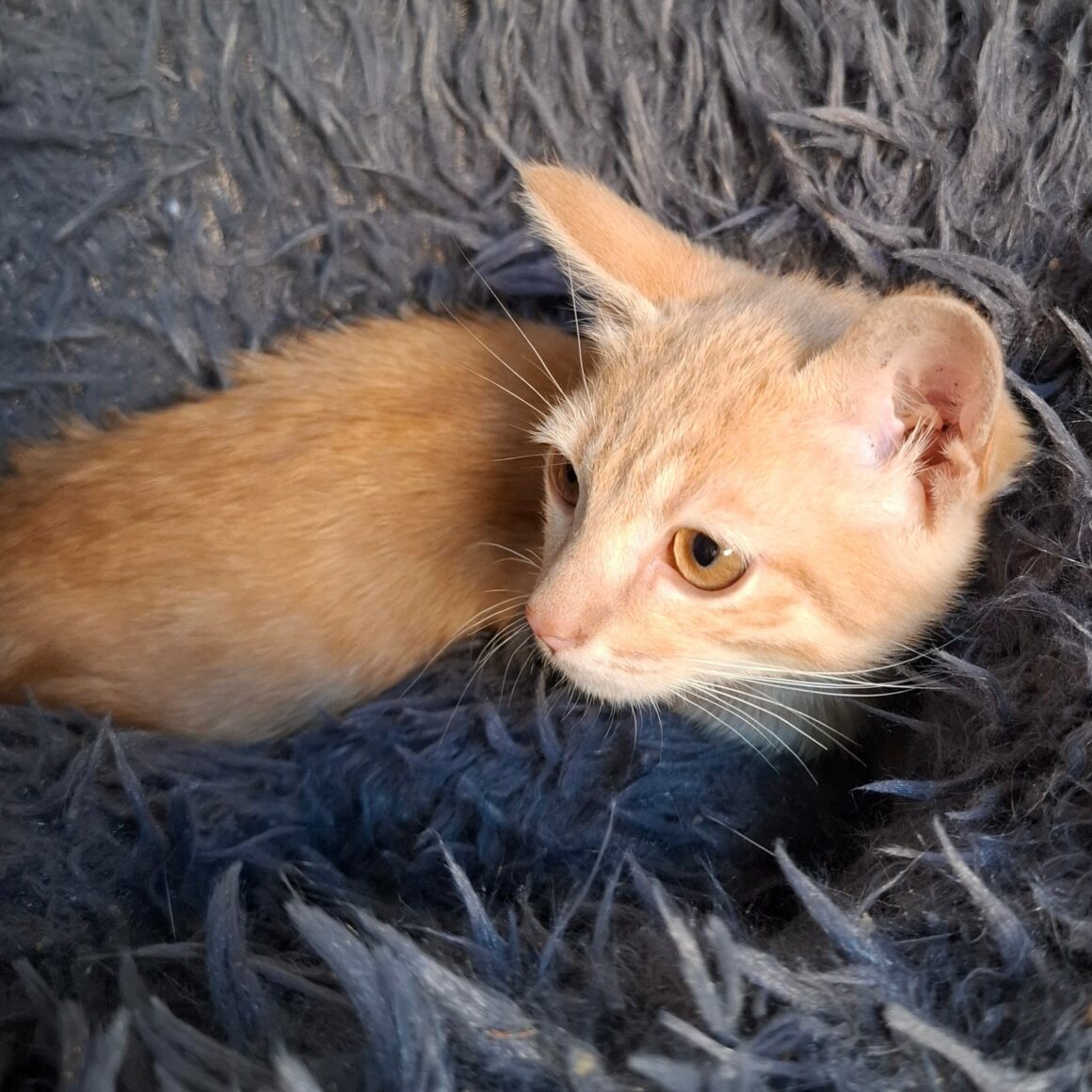 BINIOU – Chaton