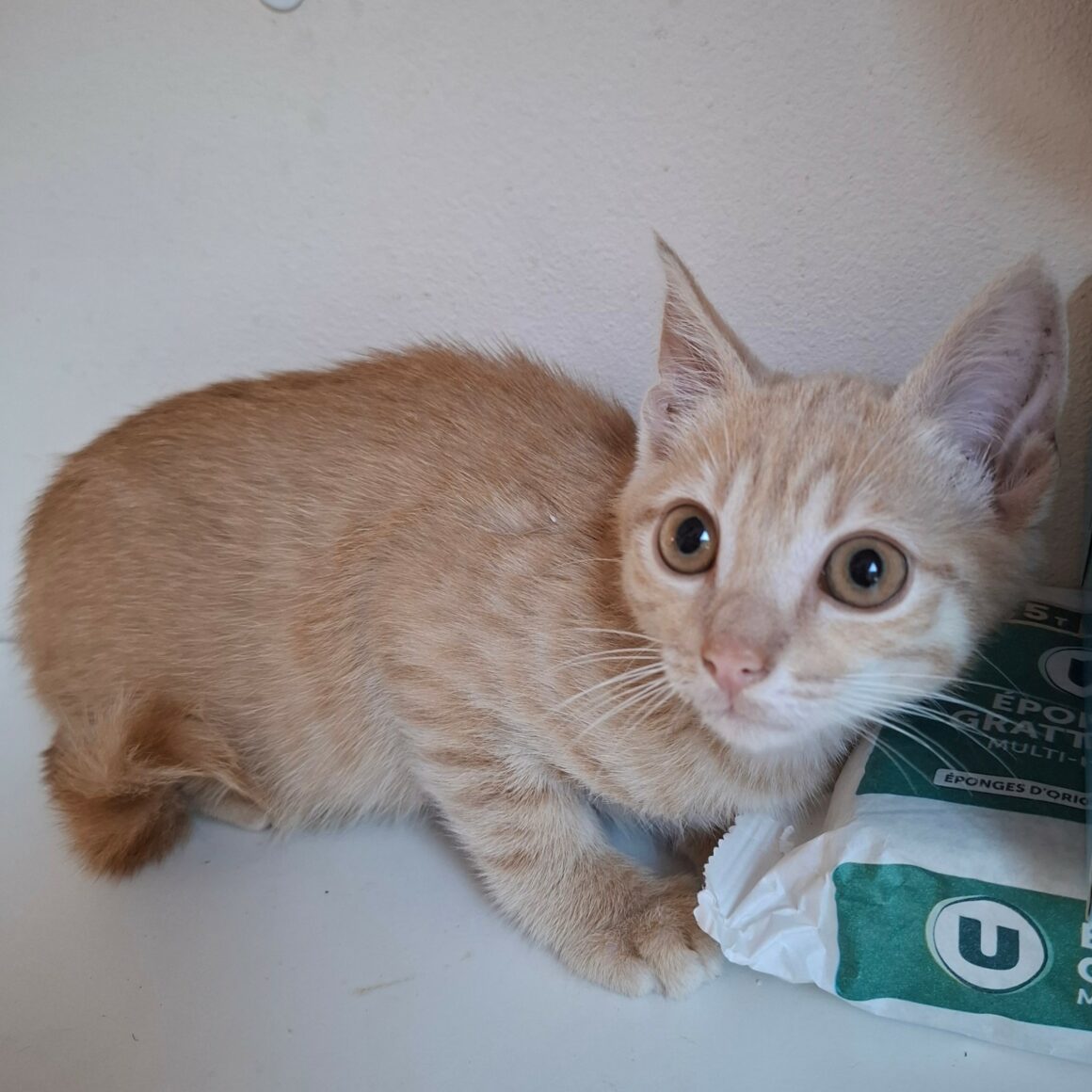 BINIOU – Chaton
