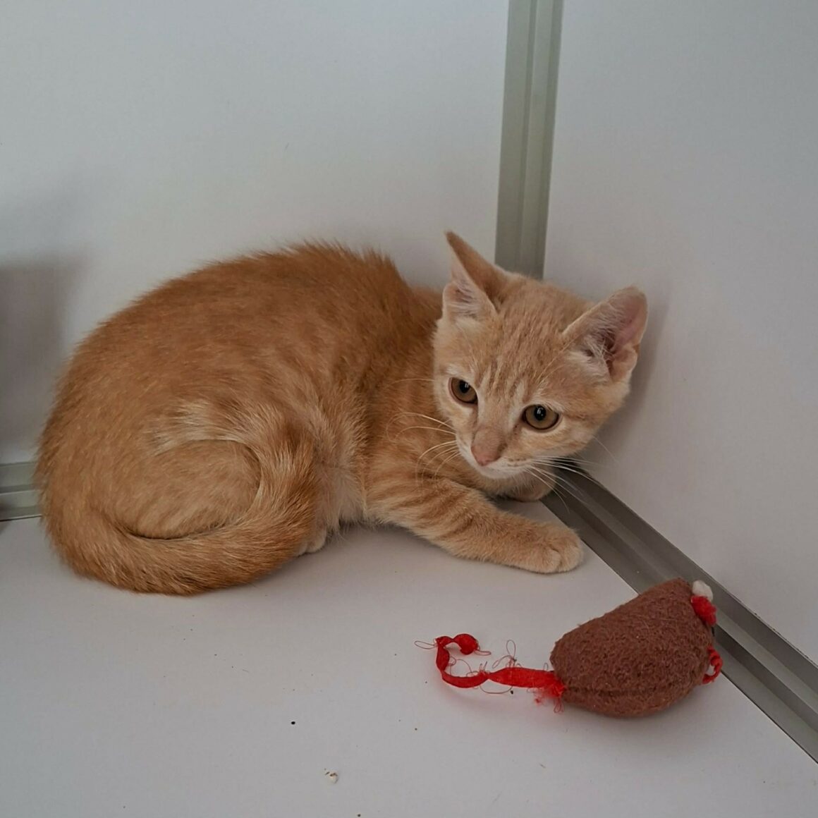 BINIOU – Chaton