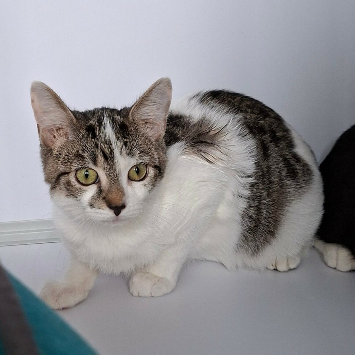 BLOSSOM6 BLOSSOM – junior adoptée
