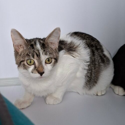BLOSSOM – junior