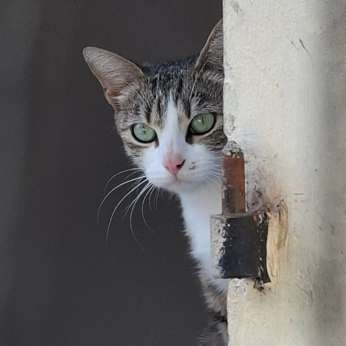 BORGIA – 2 ans