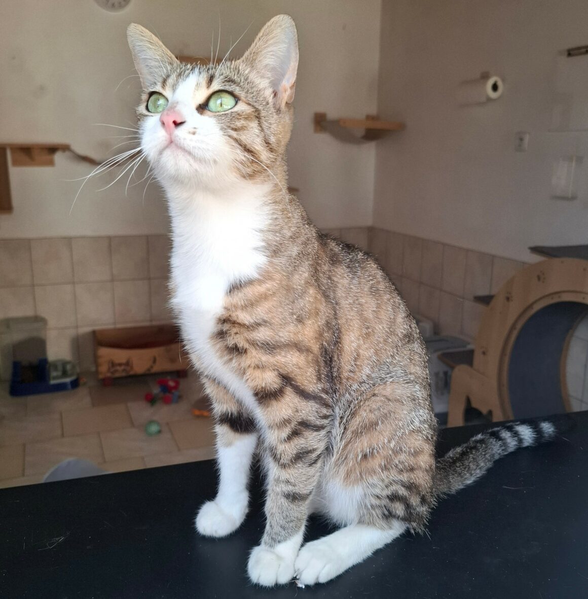 BORGIA – 2 ans