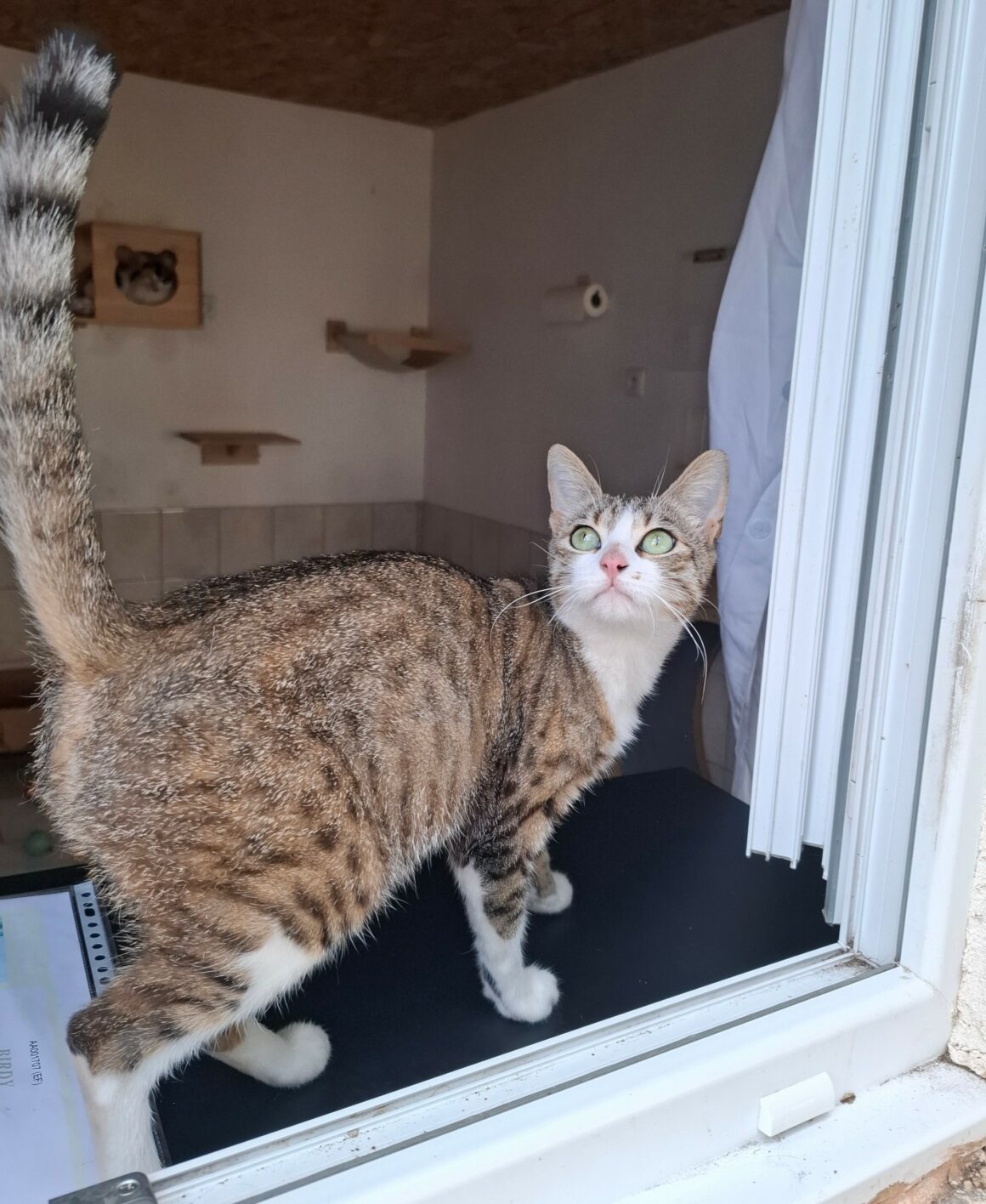 BORGIA – 2 ans