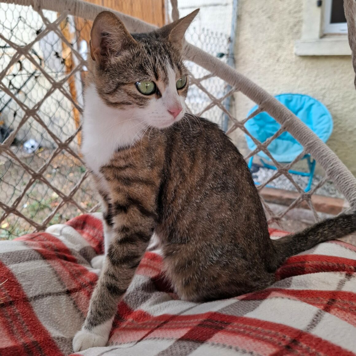BORGIA – 2 ans