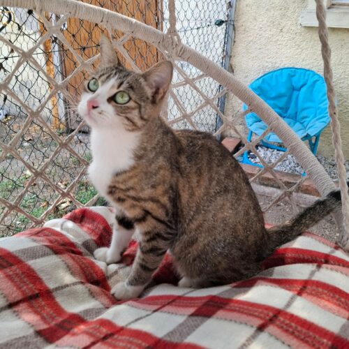 BORGIA – 2 ans