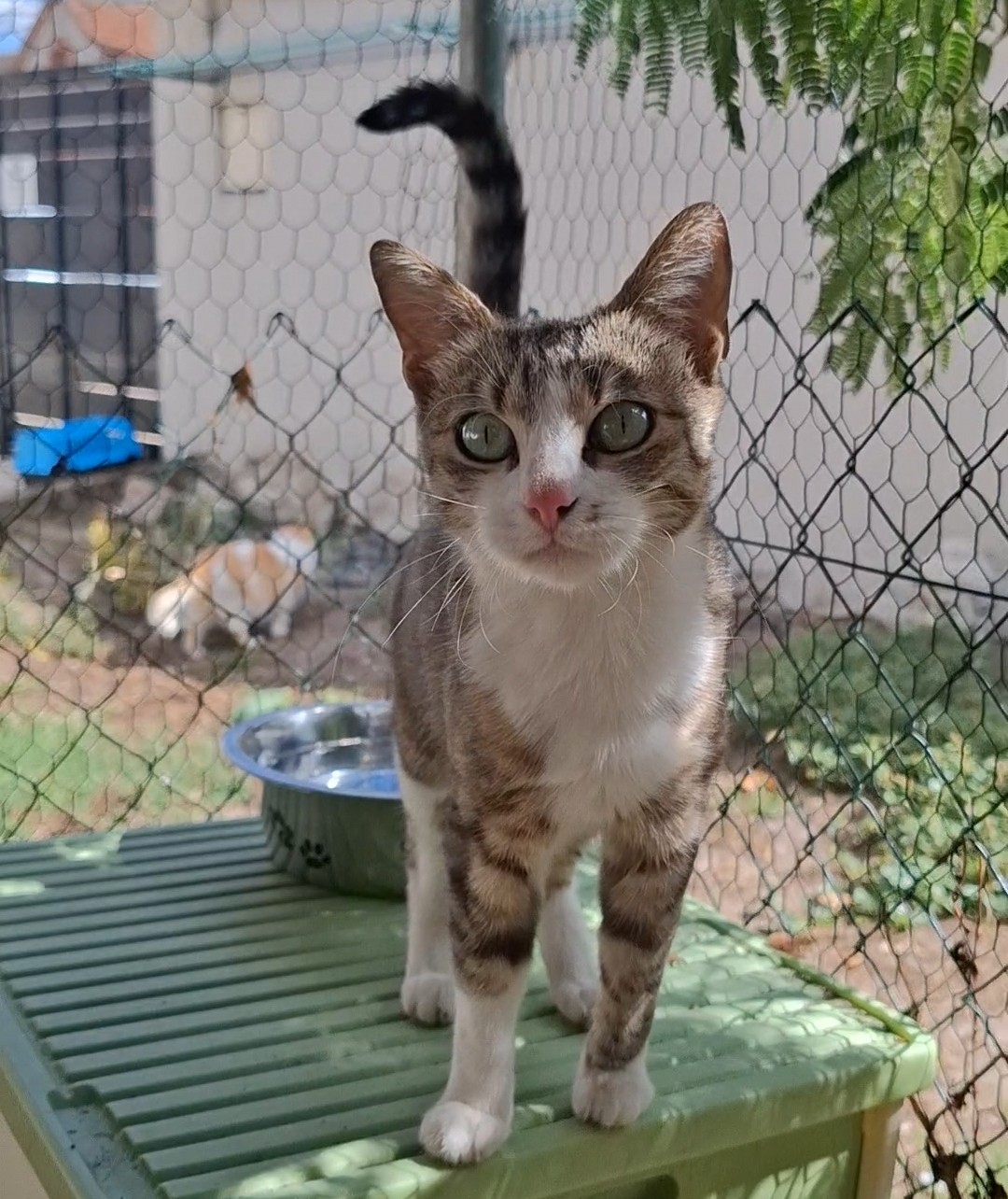 BORGIA – 2 ans
