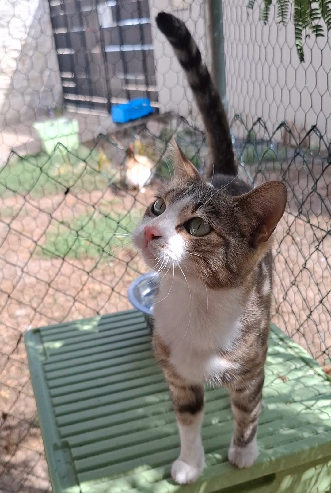 BORGIA – 2 ans