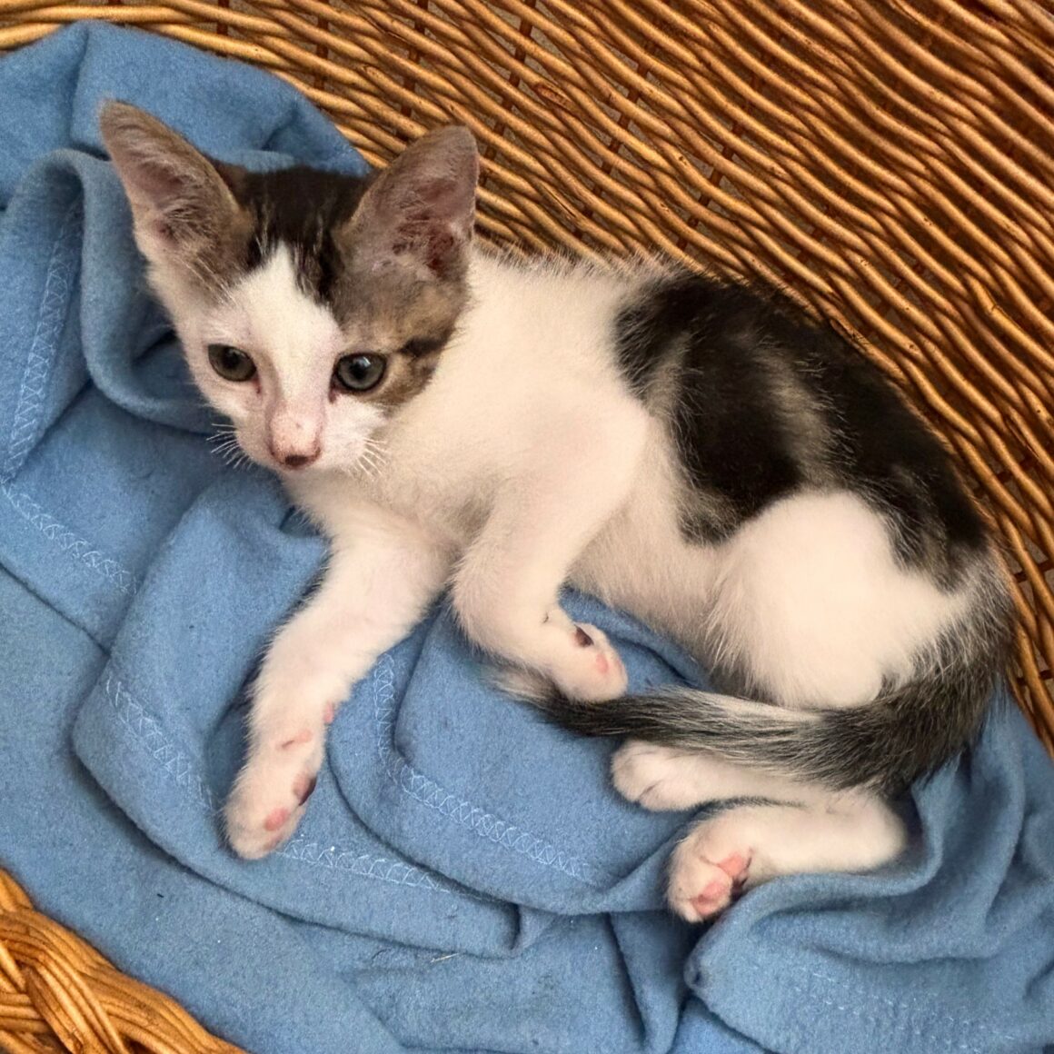 BOURBON – chaton