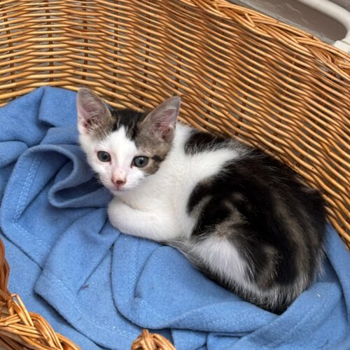 BOURBON – chaton
