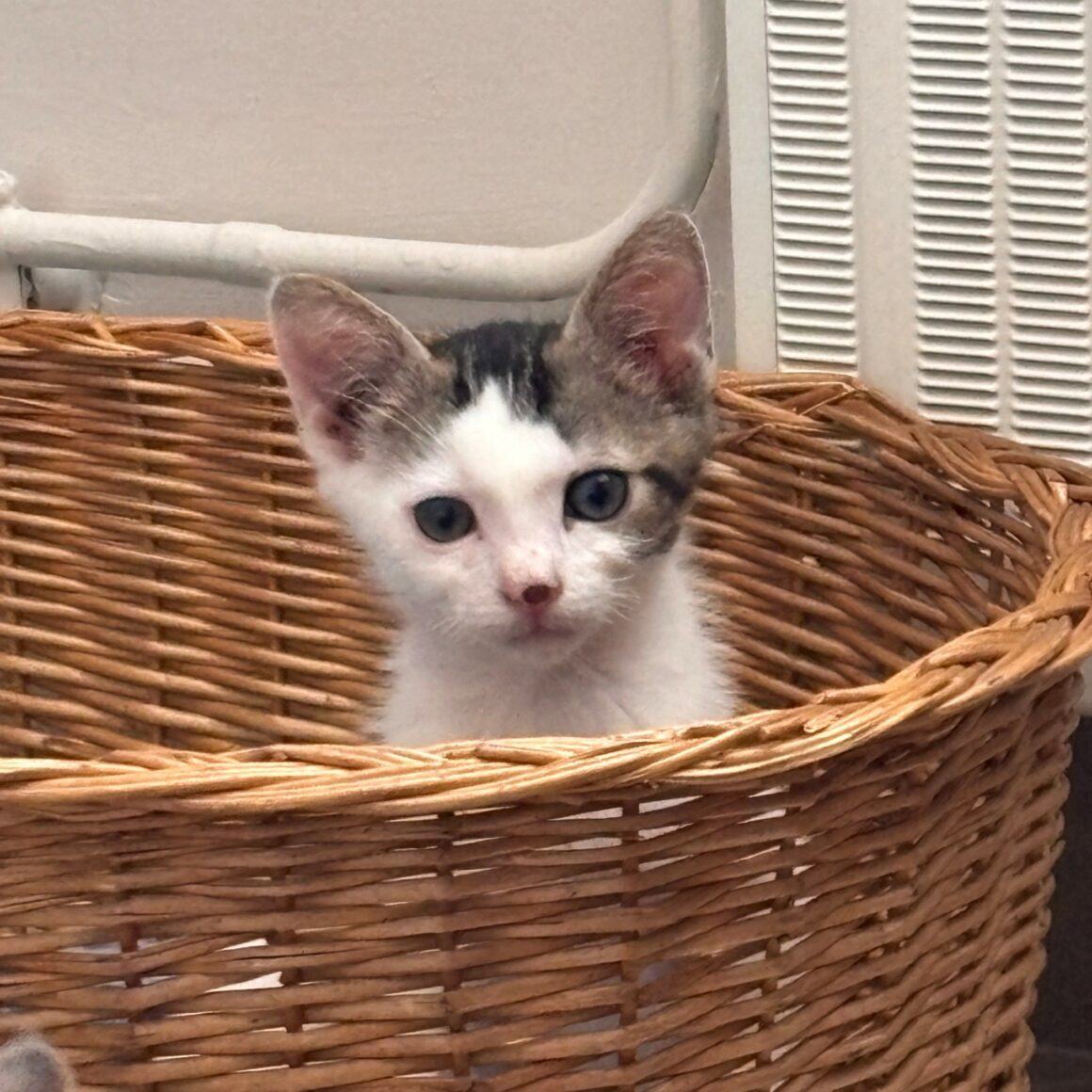 BOURBON – chaton