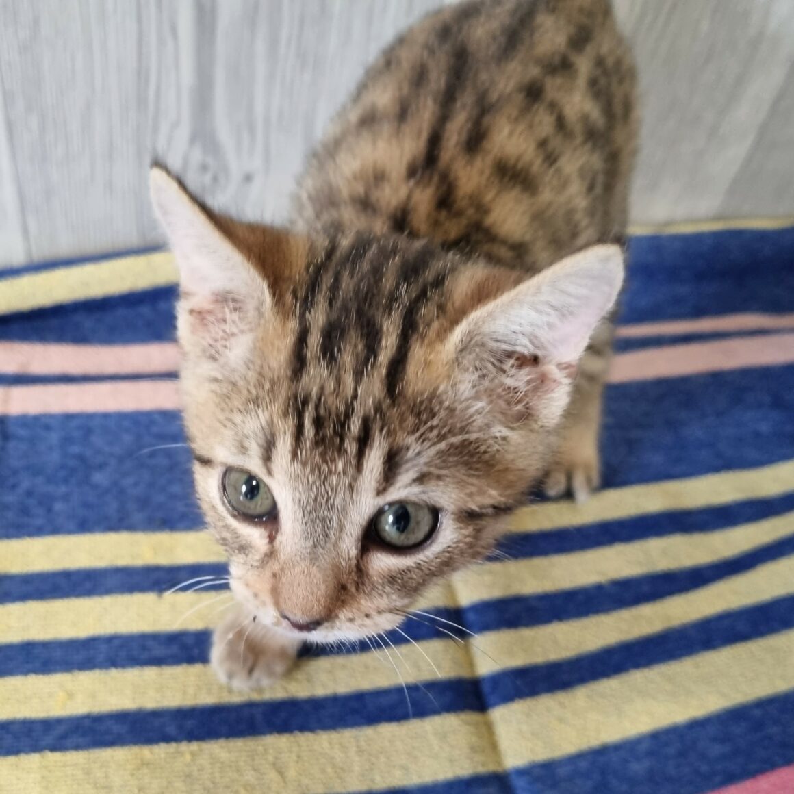 BUBBLEGUM – Chaton réservé